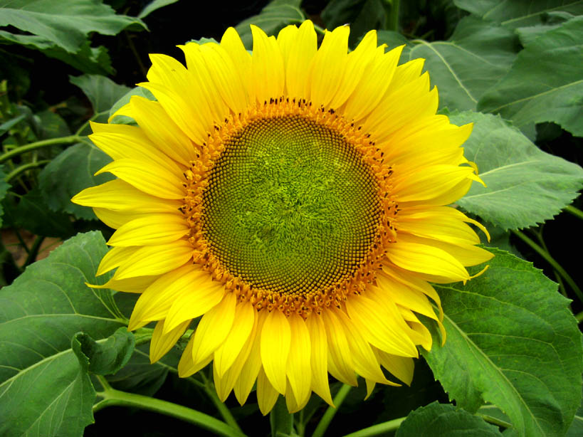 sunflower  .jpg